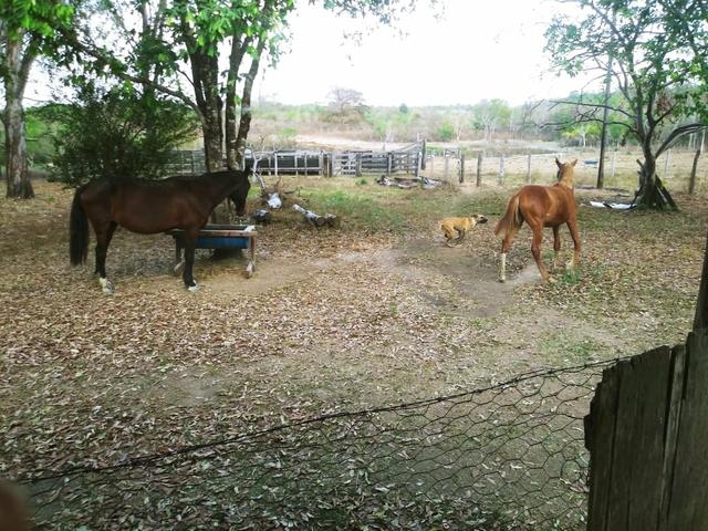Fazenda criação de gado próximo a nova Brasilândia - Foto 2