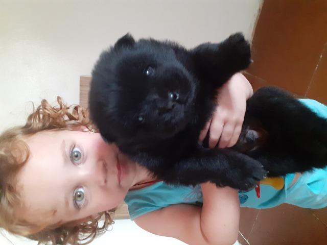 Filhote de chow chow