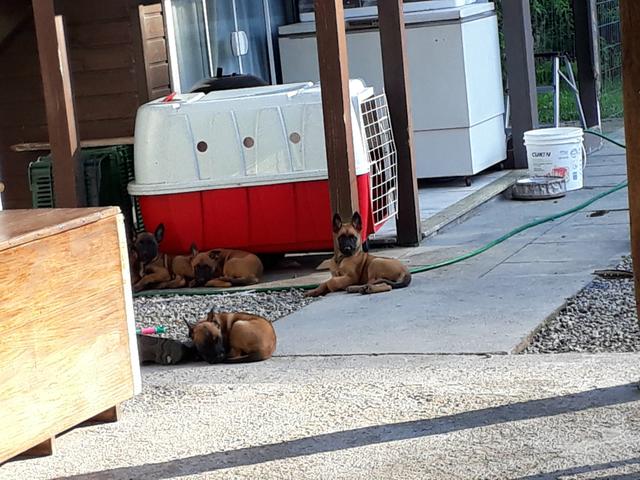 Pastor Belga Malinois - Foto 6