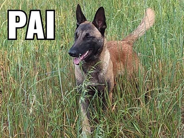 Últimos filhotes de Malinois - Foto 5