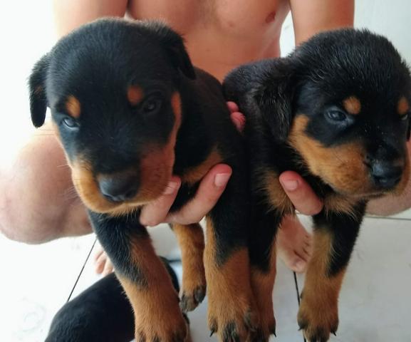 Filhotes rottweiler