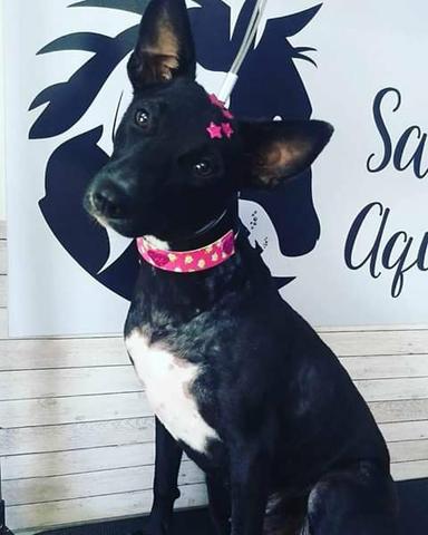 Gargantilhas para PETs
