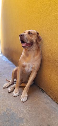 Cachorro fila brasileiro