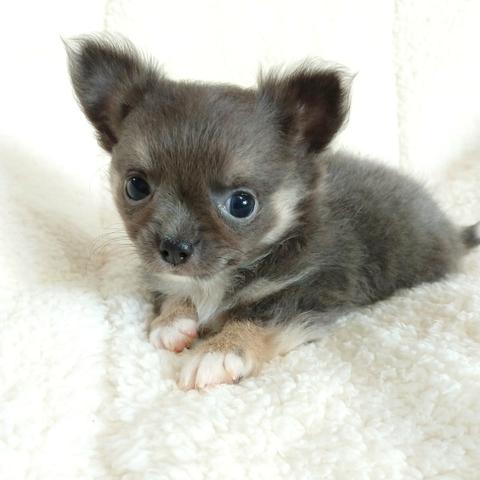 Chihuahuas azuis