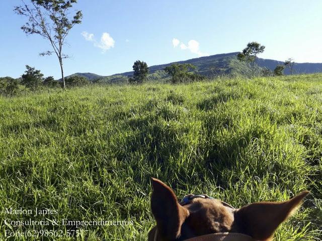 Fazenda em Niquelandia! - Foto 4