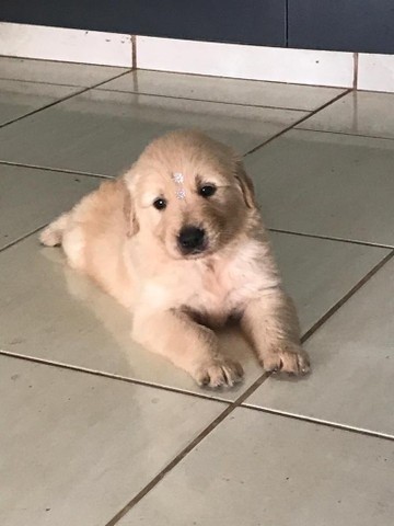 Golden Retriever  -maravilhosos babys em loja!!!!!