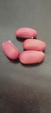 6 Sementes Feijão Rosa Exótico/espada!!maior Do Mundo! - Foto 5