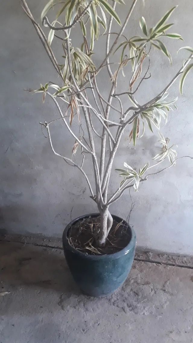 Vaso com planta .LEIA a Descrição: