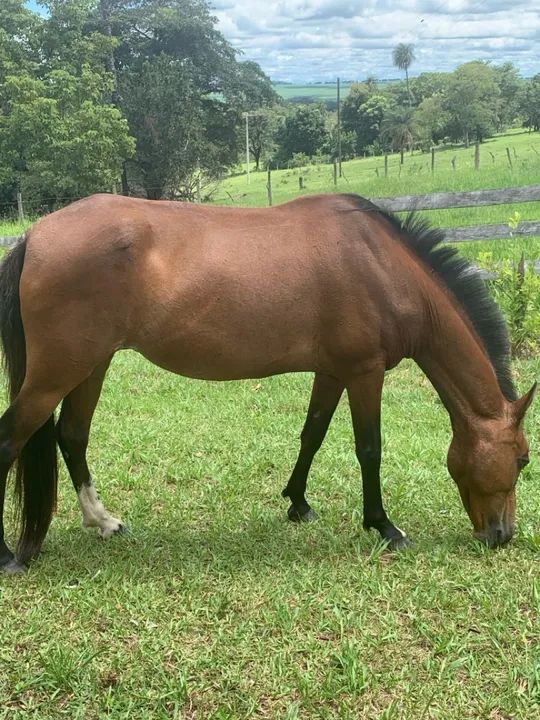 Égua mangalarga + potro 2.5 anos