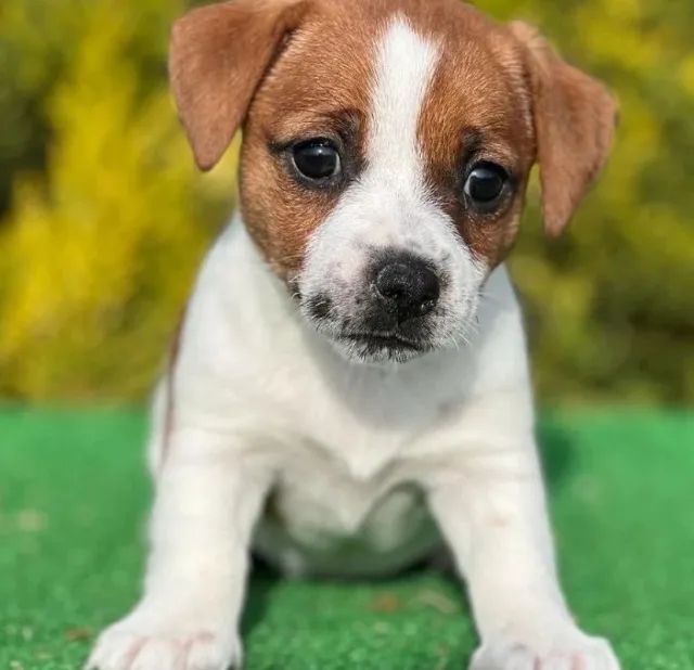 Terrier jack russell store olx