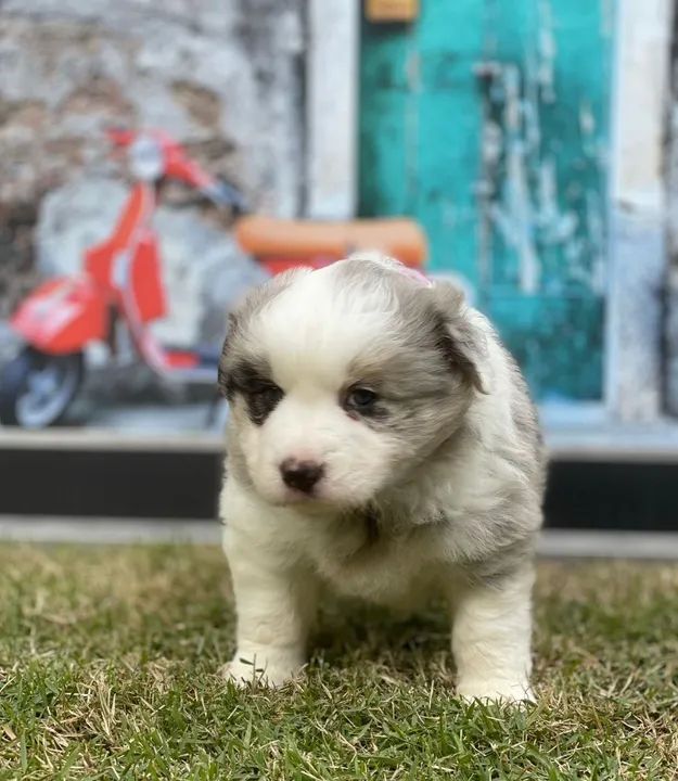 Border blue Triunfokennel  - Foto 4