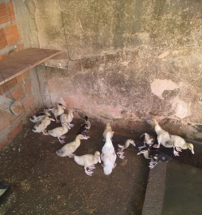 Patos e patas paysandu - Foto 3