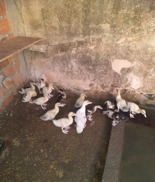 Patos e patas paysandu - Foto 2