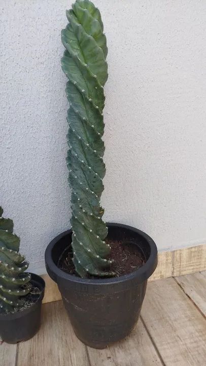 Cactos Parafuso  - Foto 3