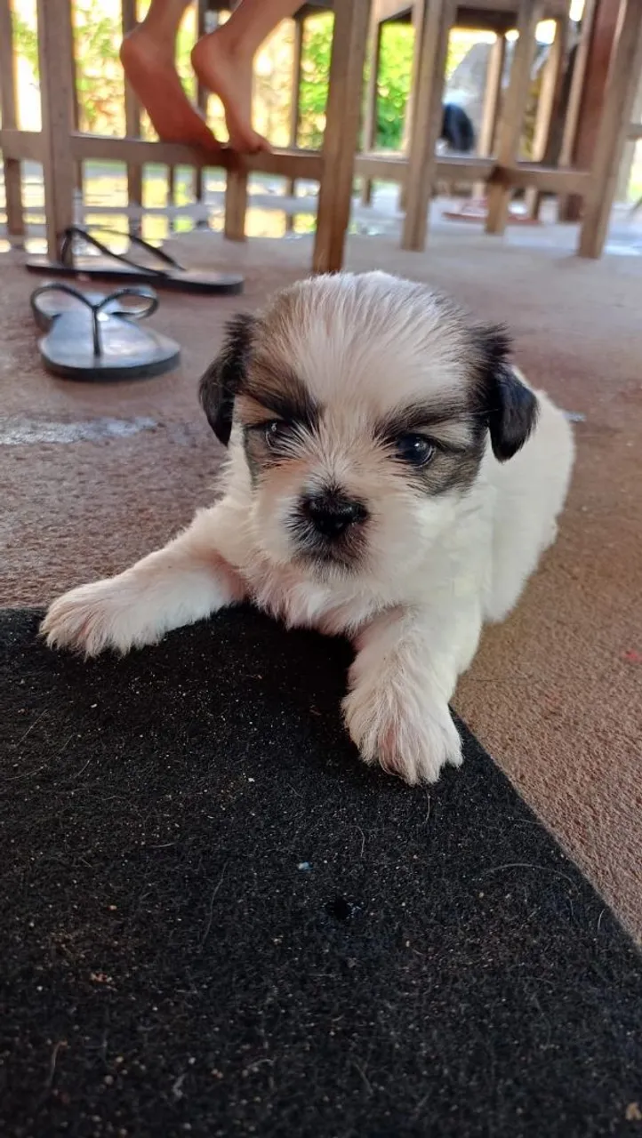 Filhote Shih Tzu