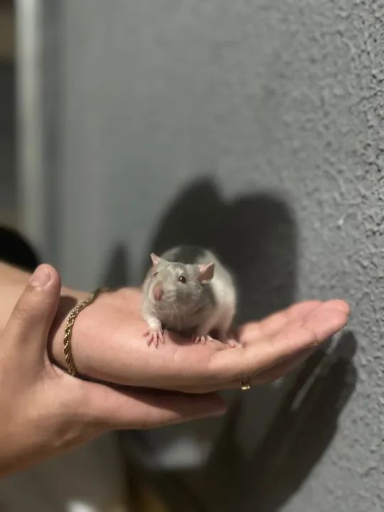 Hamster Twister Cinza e Branco - Animal de Estimação - Foto 5