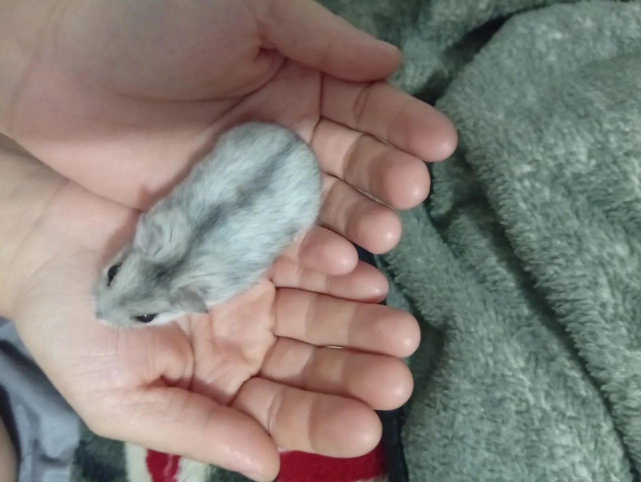 Hamster anão russo  - Foto 2