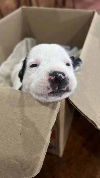 FILHOTE DE PITBULL LEGÍTIMO  - Foto 2