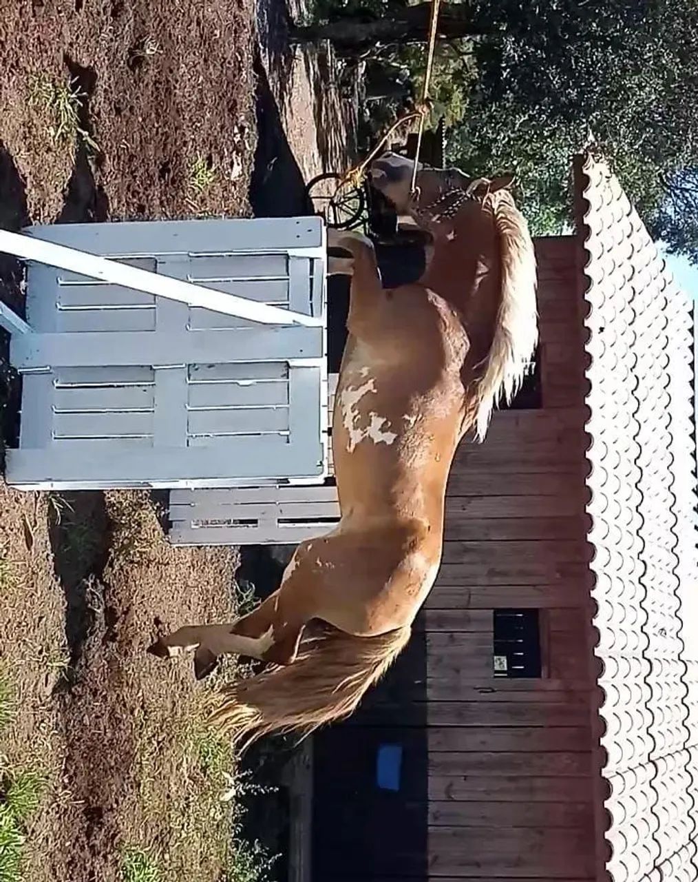 Cavalos crioulo, trote grande novo 6 anos  - Foto 4