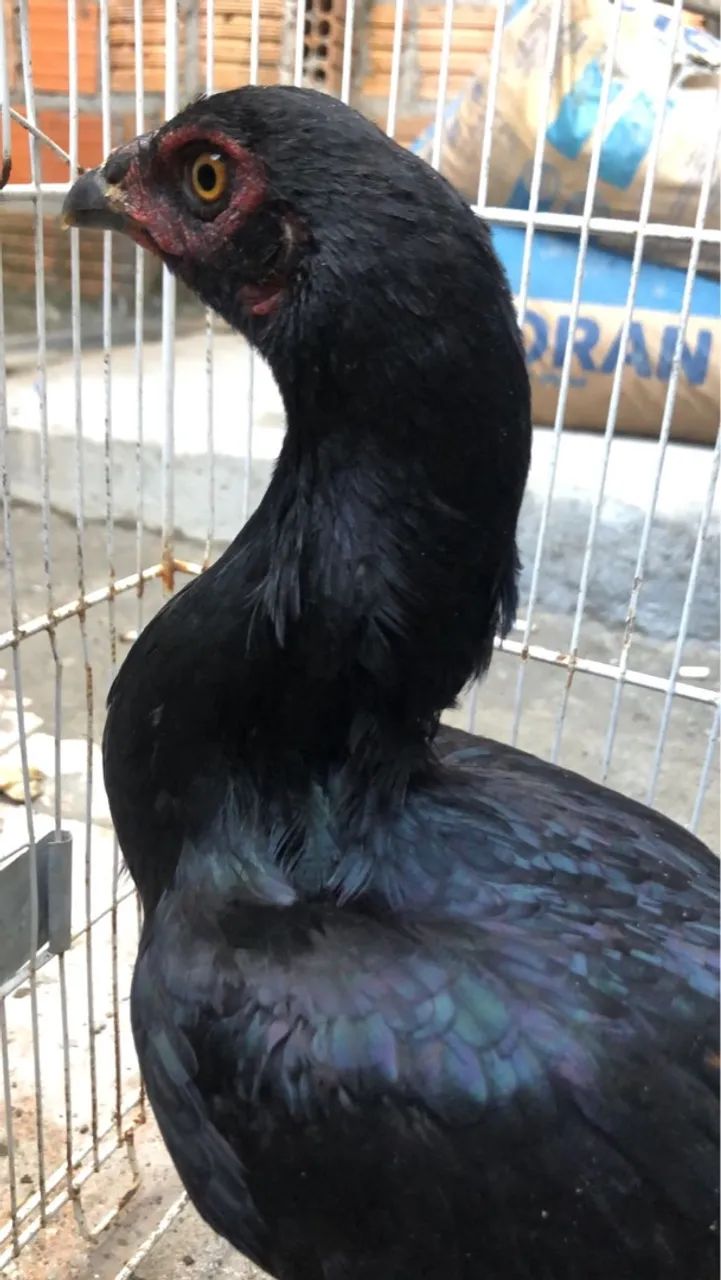 Galinha preta top - Foto 2