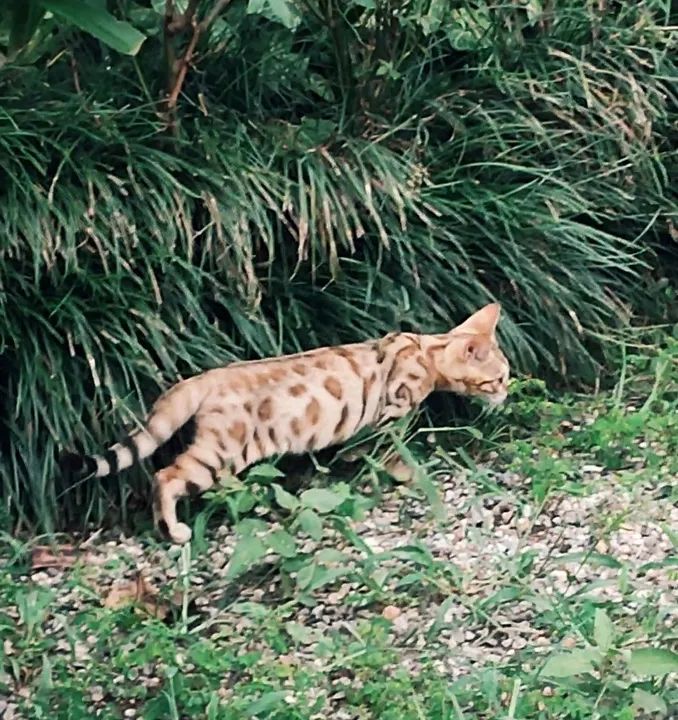 Gatinho Bengal de Pelagem Dourada - Foto 3