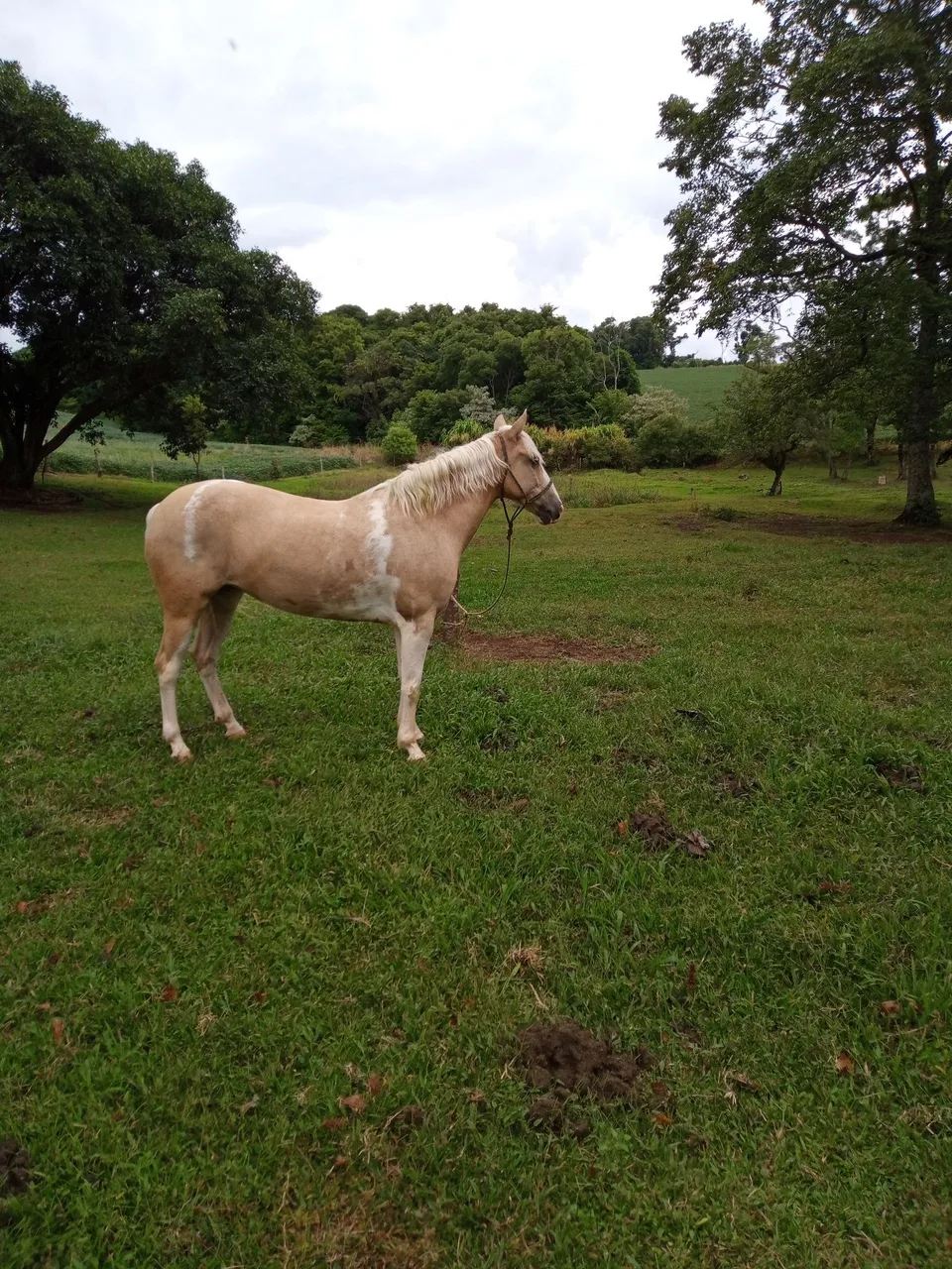 Égua crioula baia ruana