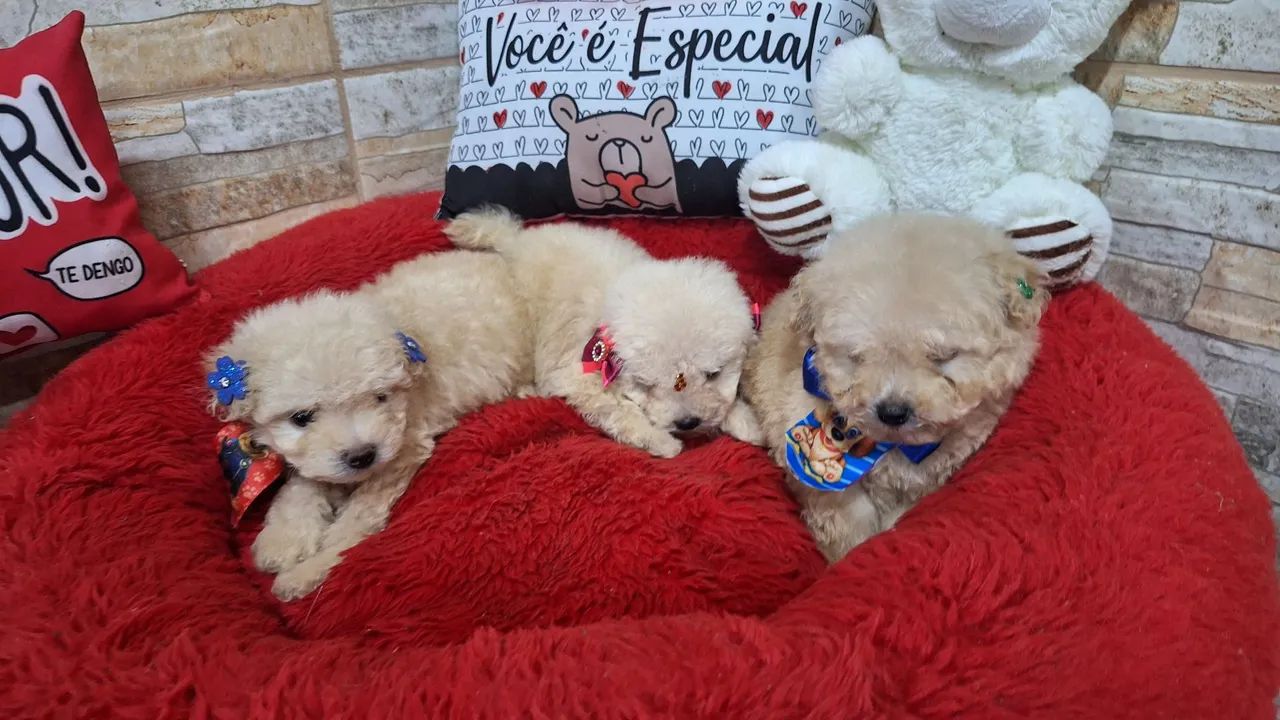 POODLE TOY ORIGINAL PURICIMO COM PEDIGREE E GARANTIA POR ESCRITO NO CONTRATO  - Foto 2