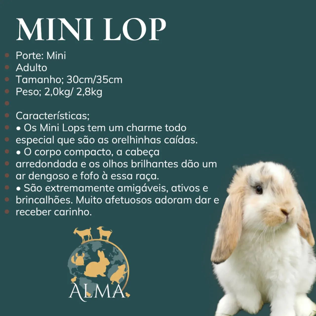Coelho da Raça Mini Lop 
