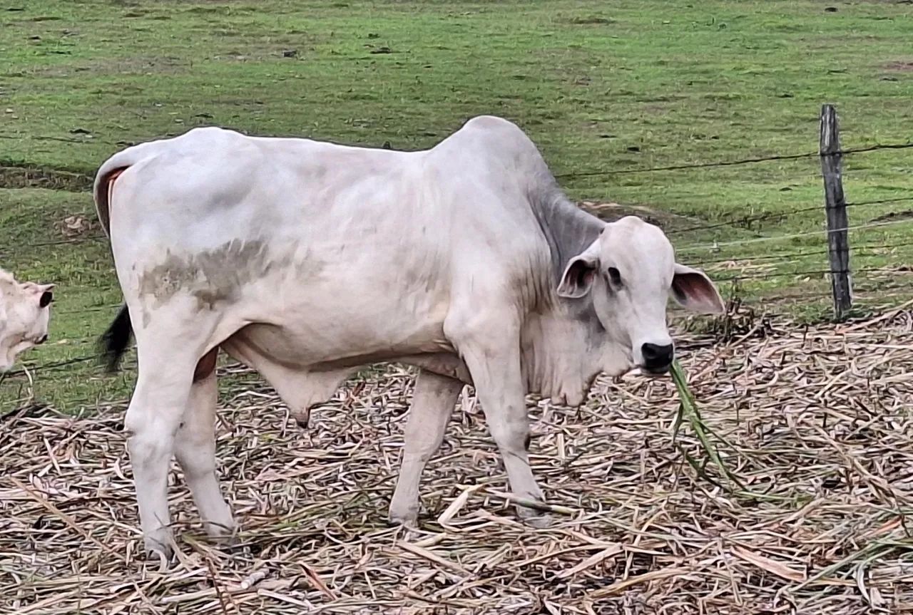 Touro Nelore - Preço negociável - Foto 2