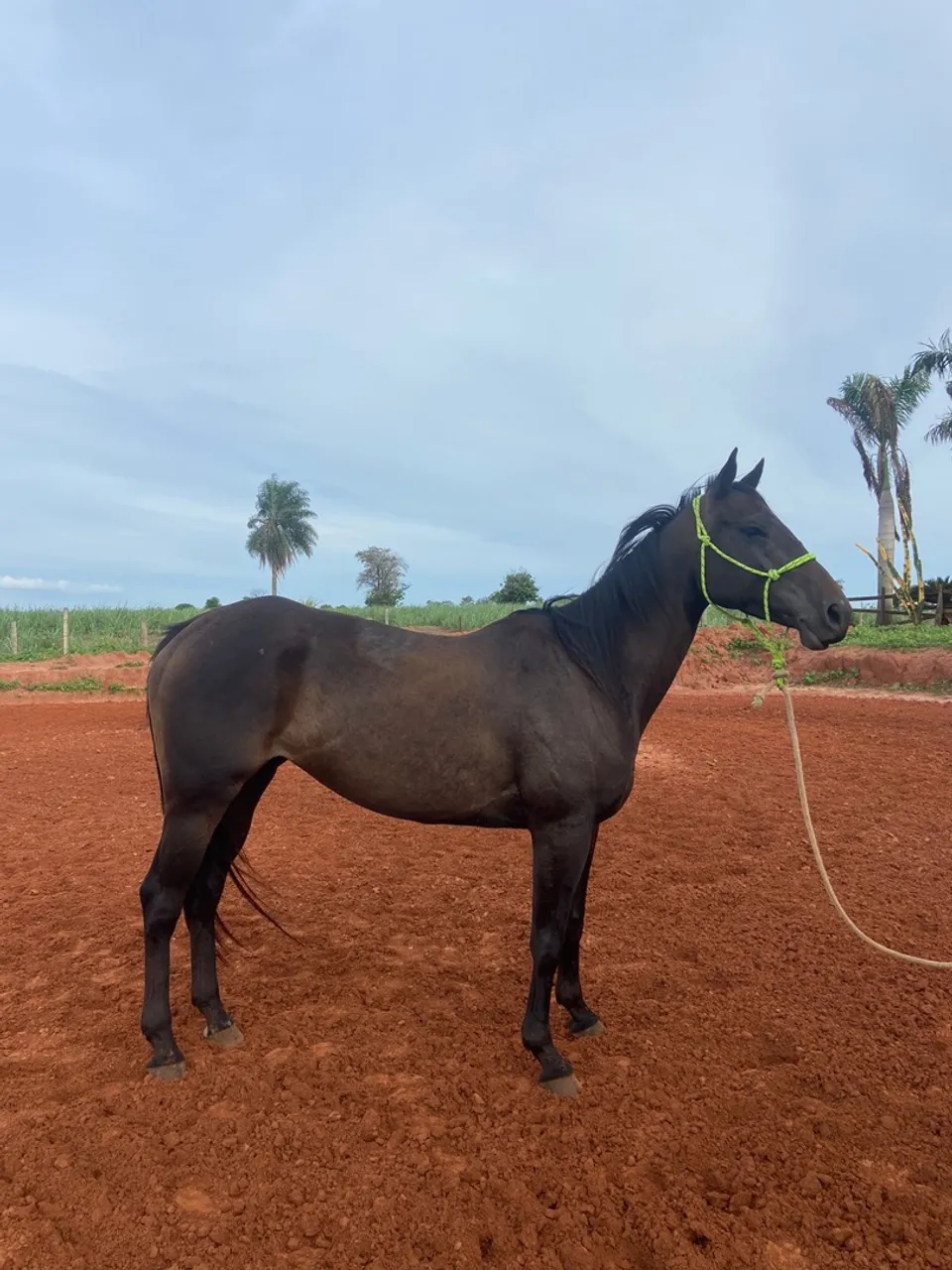 Égua de três tambores