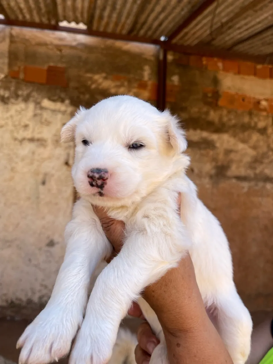 Filhotinho macho - Husky Siberiano