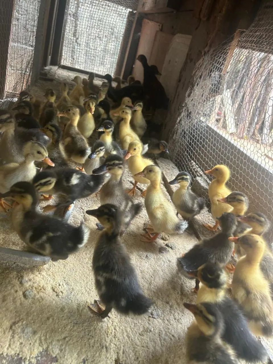 Filhote de Marreco - Foto 2