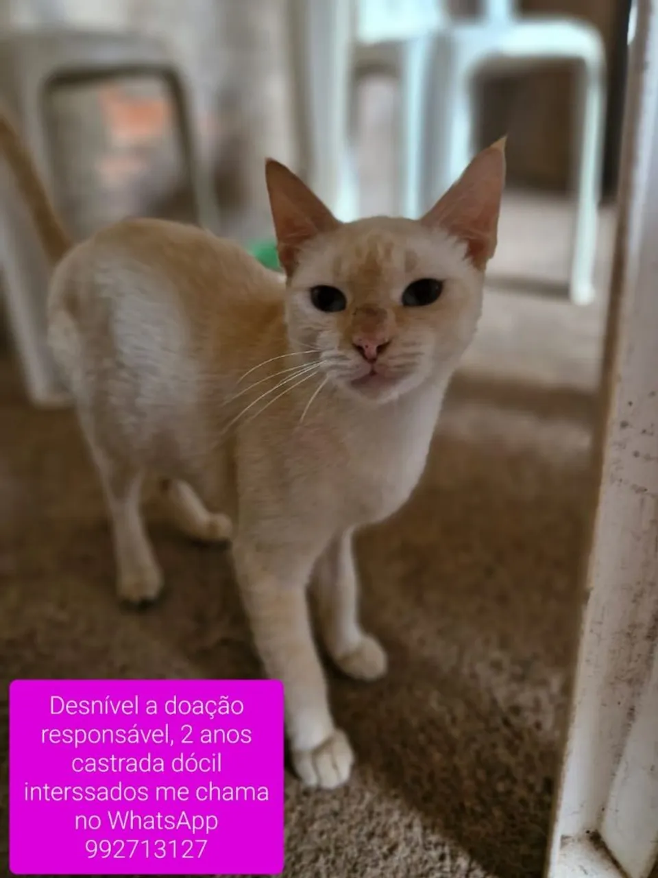Gatinha dócil para adoção responsável