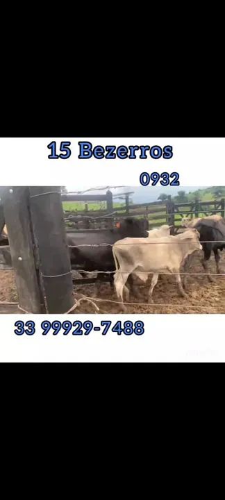 15 Bezerros  - Foto 6