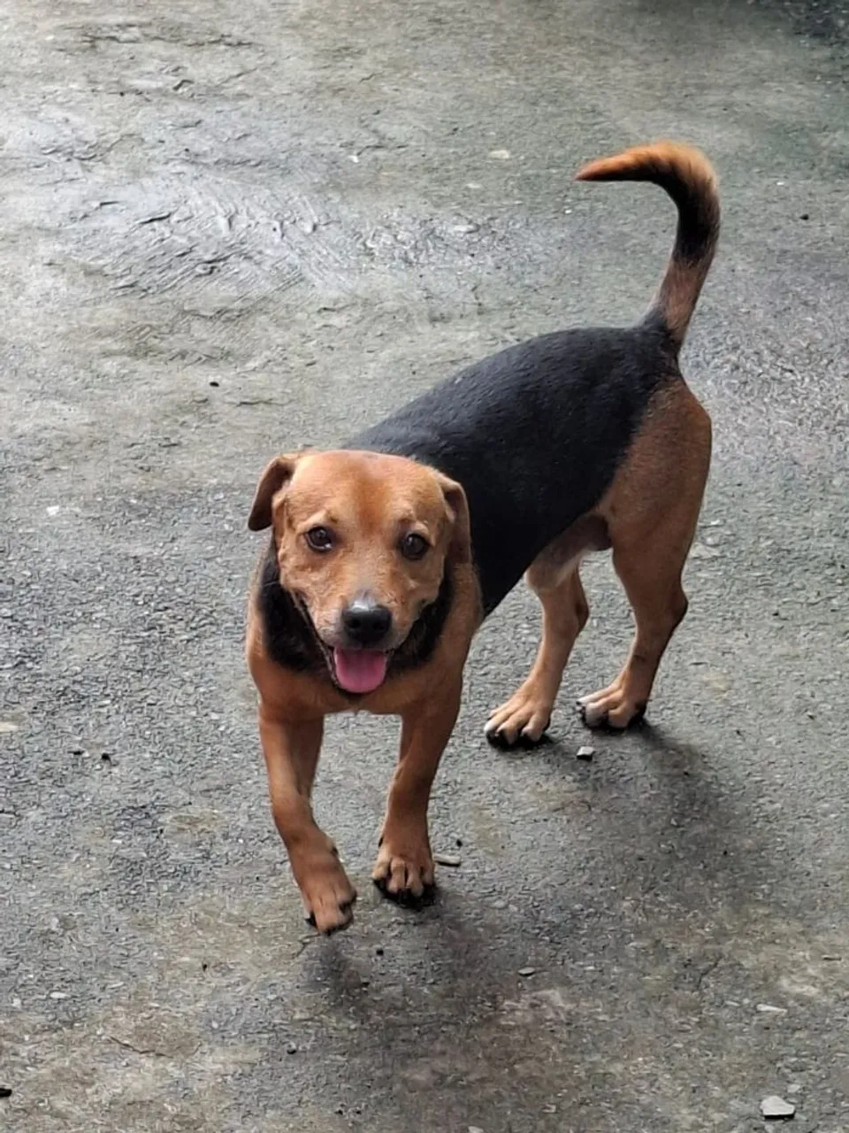 Cachorro Adorável para Adoção