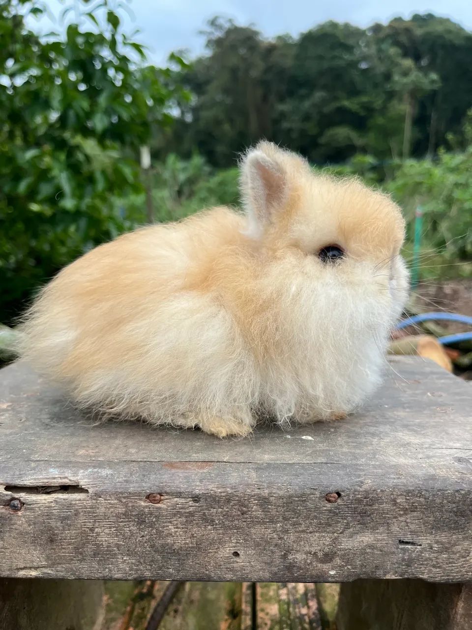 Mini rabbit female64319181954819121