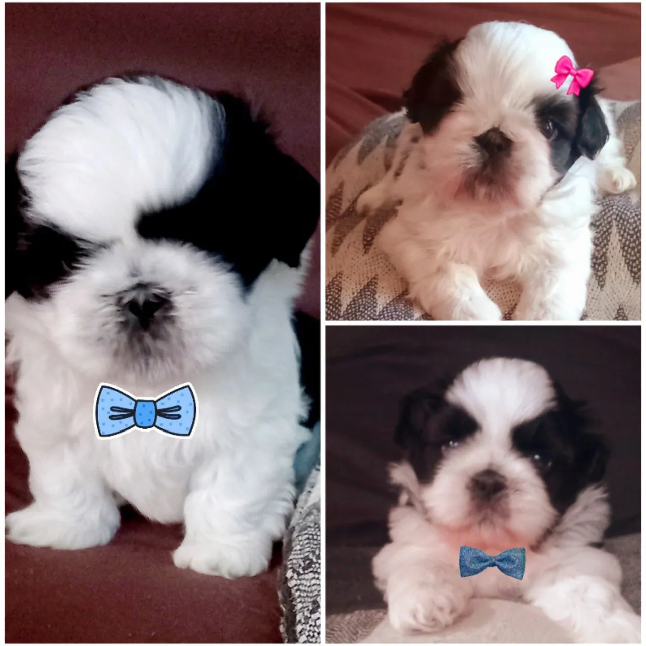 Filhotes de Shih Tzu: