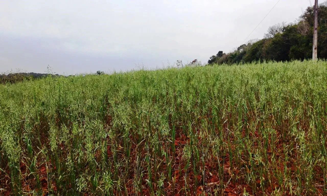 Chácara divisa Araucária/ Campo Largo-Ferraria  21.754m², doc 100%, 11Km Volvo , 6km Arauc - Foto 5
