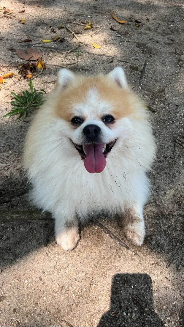 Apenas um doguinho a procura de um amor  - Foto 4