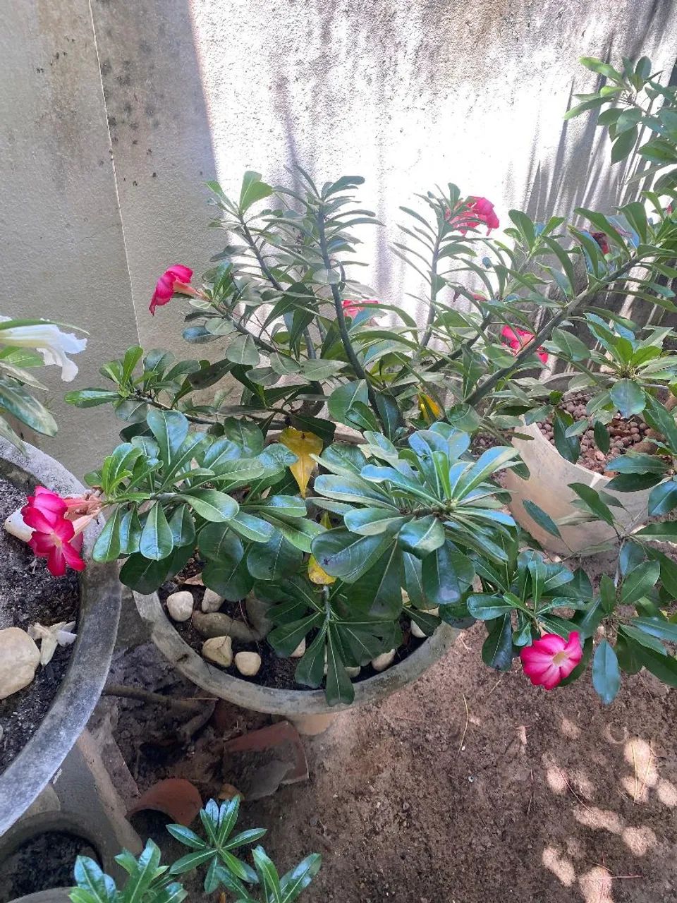 ROSA DO DESERTO - Foto 3