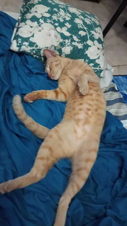 Dia se gato laranja castrado  - Foto 3