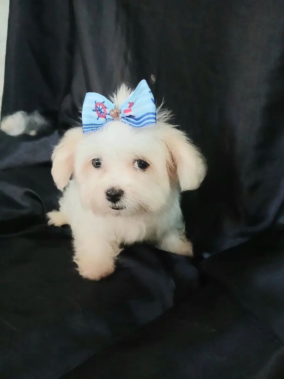 Maltês fêmea micro linda