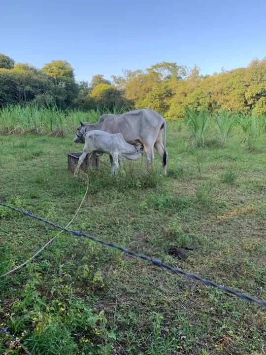 Vaca nerole branca e a filha dela com nerole pintado. - Foto 2