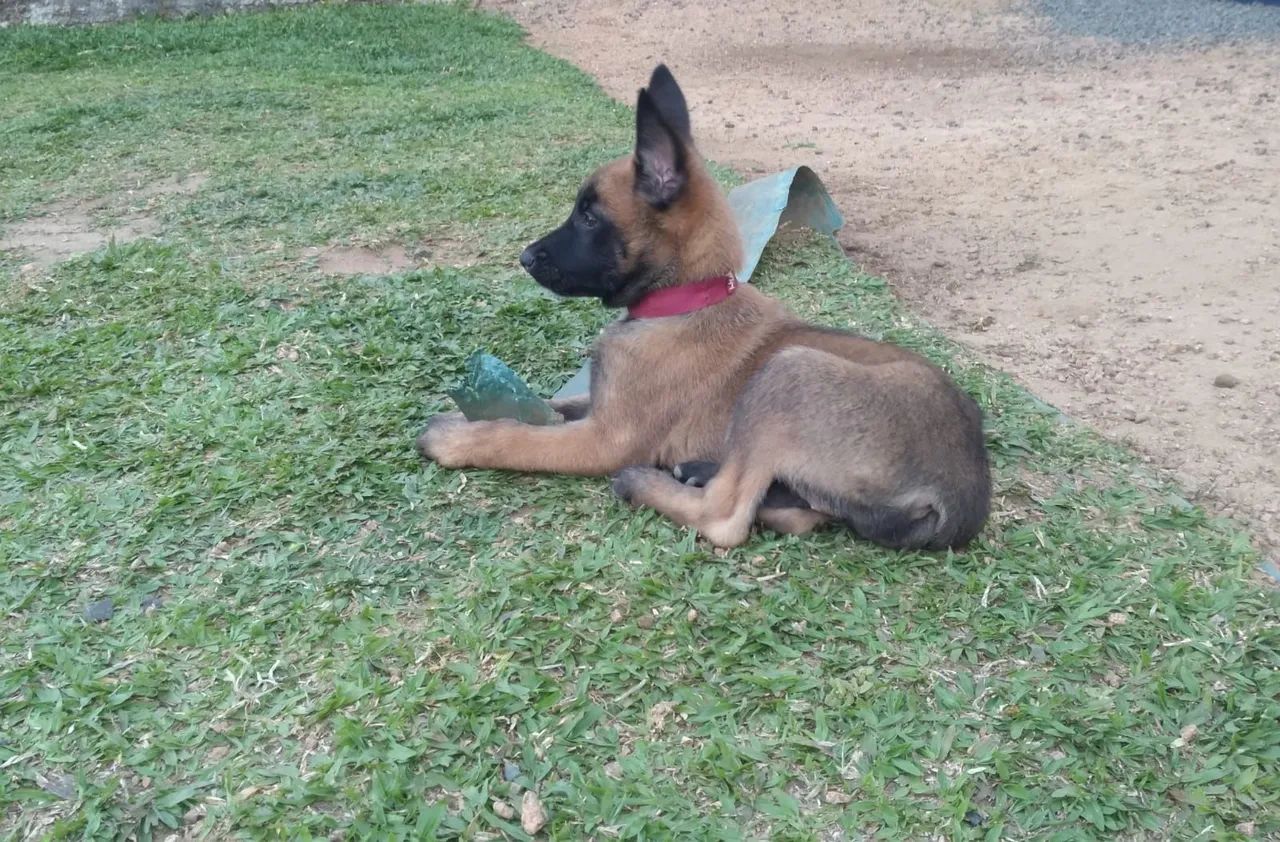 Vendo último casal de Filhotes de Pastor Belga malinois puro.  - Foto 5