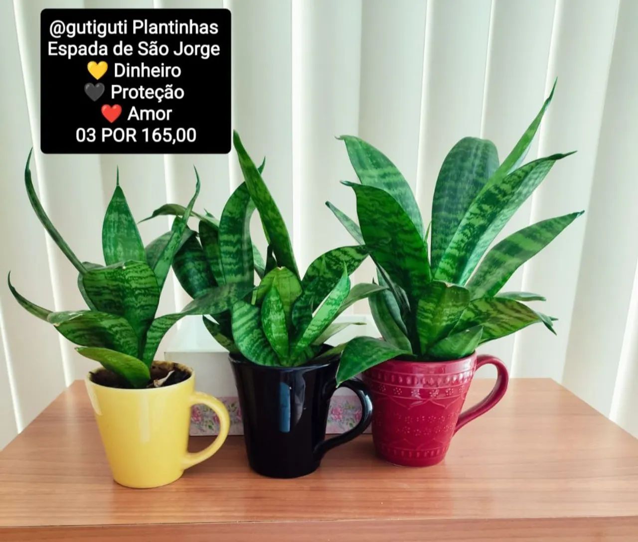 3 Plantas Espada de São Jorge por R$150,00 