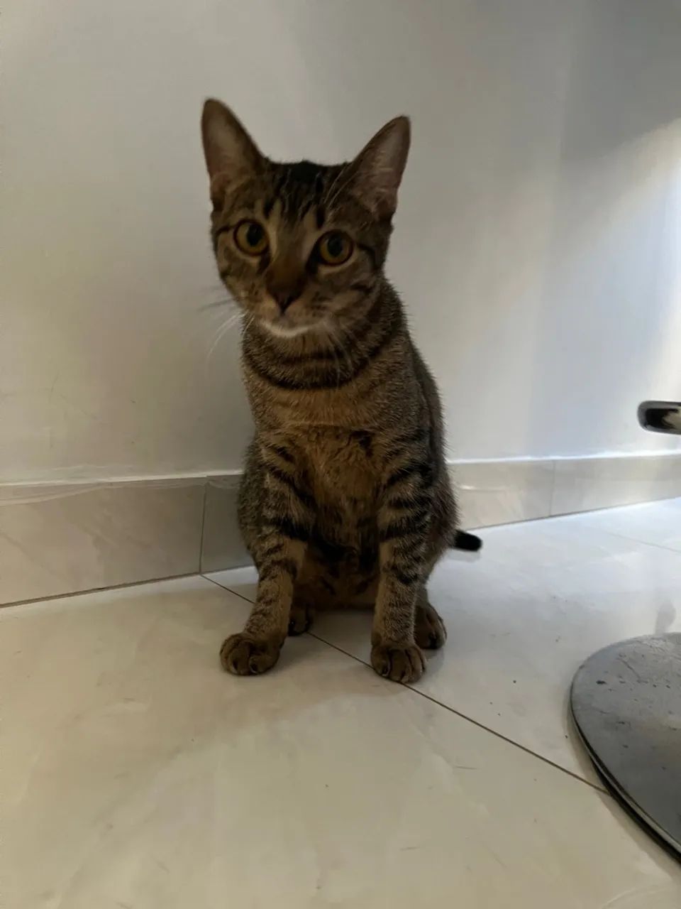 gato femea 4 meses  - Foto 4