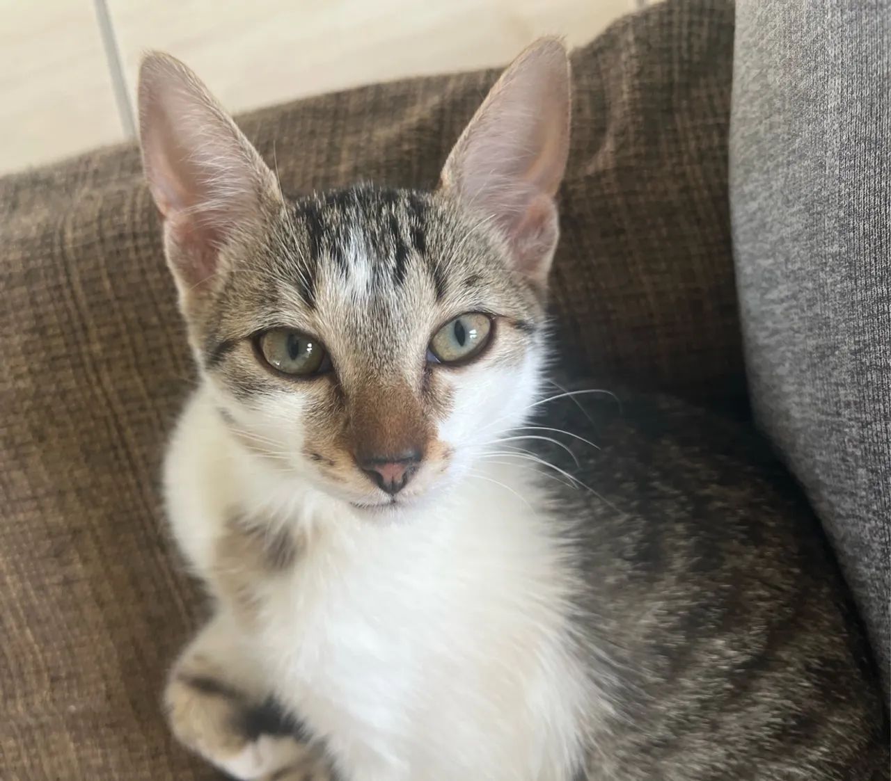 Gatinha linda e brincalhona para adoção