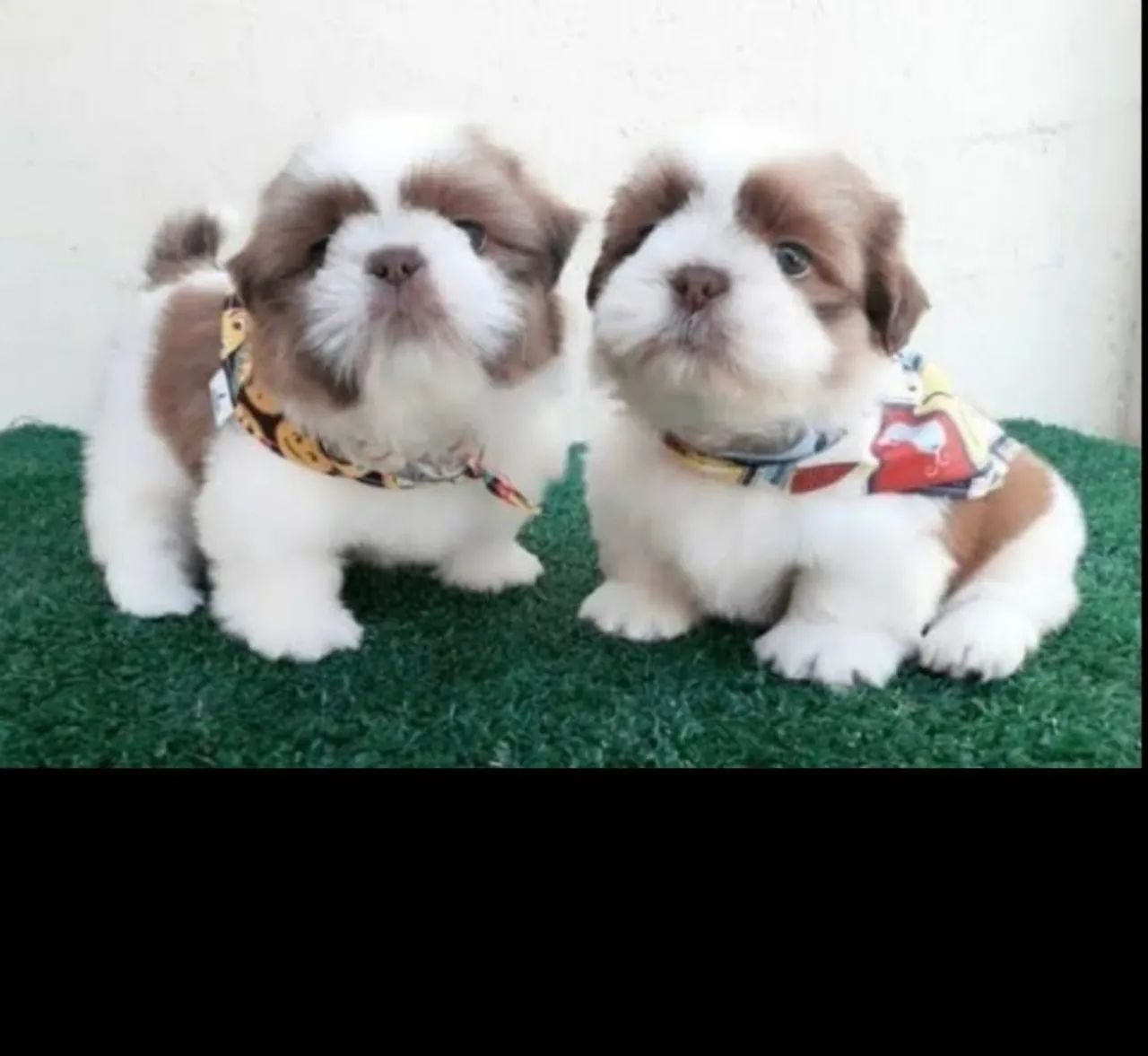 Lindos filhotes de shihtzu mini c garantia e micro chip  - Foto 2