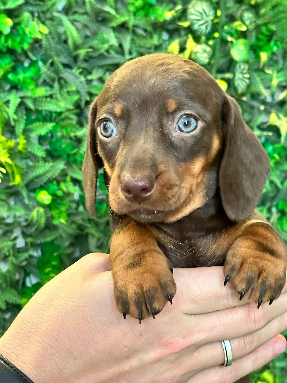 Dachshund preto com canela 
