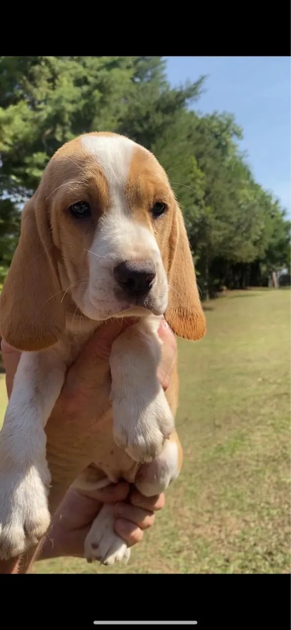 Beagles Vacinados  - Foto 2